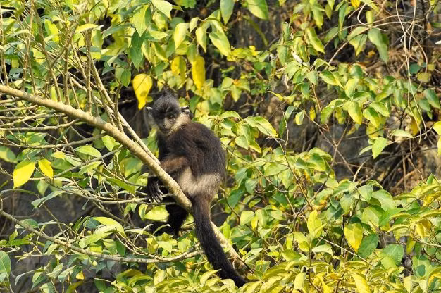 Thức ăn chủ yếu của voọc mông trắng là chồi, lá và quả. Vùng hoạt động kiếm ăn của chúng tương đối rộng, cả trên núi đất lẫn núi đá. Phạm vi sống của mỗi đàn từ 20 - 50 ha.