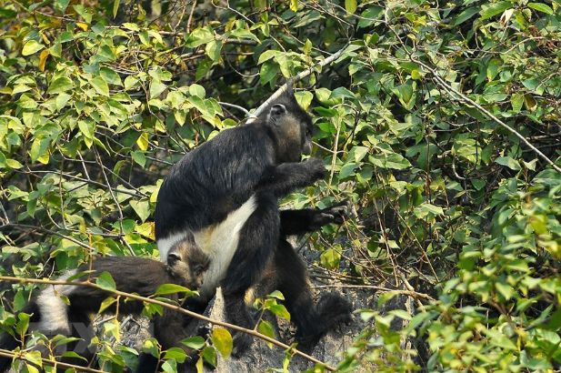Voọc mông trắng có tên gọi khoa học là Trachypithecus delacouri. Đây là một loài linh trưởng cỡ lớn, thuộc họ khỉ, bộ Linh trưởng.