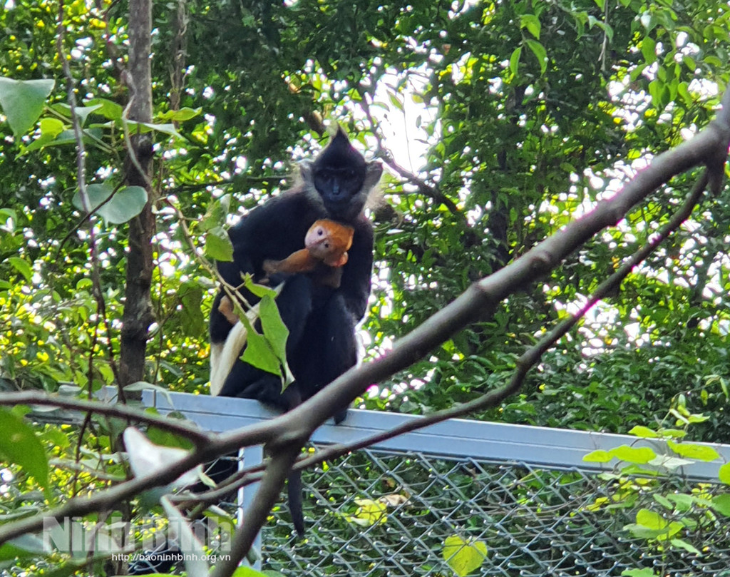 Vào cuối những năm 1980, các nhà khoa học cho hay có khoảng 300 cá thể voọc mông trắng (hay còn gọi voọc quần đùi trắng) ở Việt Nam.