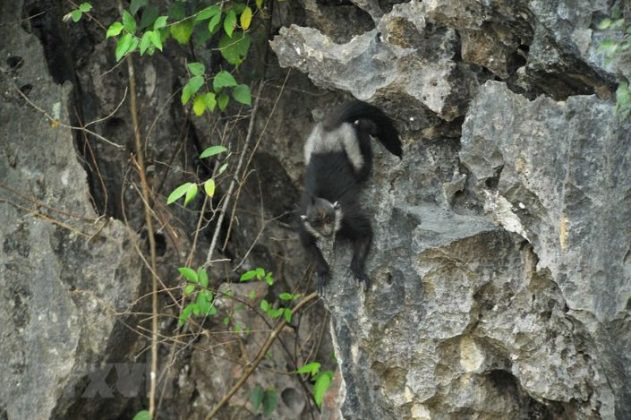 Voọc mông trắng có tên trong Sách đỏ Việt Nam và thế giới, được xếp hạng rất nguy cấp. Chúng cũng được liệt kê cực kỳ nguy cấp trong danh sách các loài bị đe dọa của Tổ chức bảo tồn thiên nhiên quốc tế.