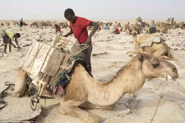 Những công nhân khai thác muối bằng tay và thường làm việc hơn 10 tiếng mỗi ngày để có đủ tiền trang trải cuộc sống.
