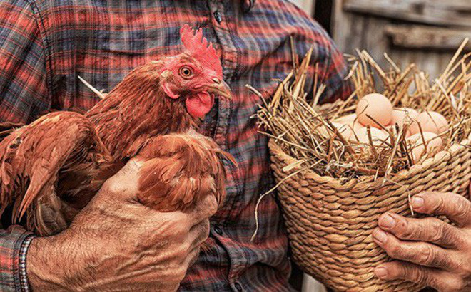 br/> Chính chất protein này đã biến canxi cacbonat thành các tinh thể canxit, nguyên liệu tạo nên vỏ trứng.