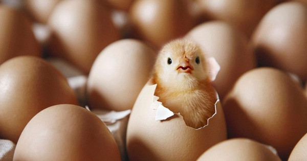 Giáo sư John Harding, một thành viên nhóm nghiên cứu cũng từ Đại học Sheffield cho biết, canxit cũng được tìm thấy nhiều trong xương và trứng các động vật khác. Tuy nhiên, hàm lượng canxit trong gà mái cao hơn gấp nhiều lần. Trung bình cứ 24 giờ, mỗi con gà mái có thể tạo ra 6 gram canxit trong vỏ trứng.