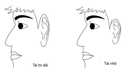 Nhìn tai nhận ngay ra đàn ông thông minh tài giỏi hay cẩn trọng - Hình 2 Nhin tai nhan ngay ra dan ong thong minh tai gioi hay can trong-Hinh-2