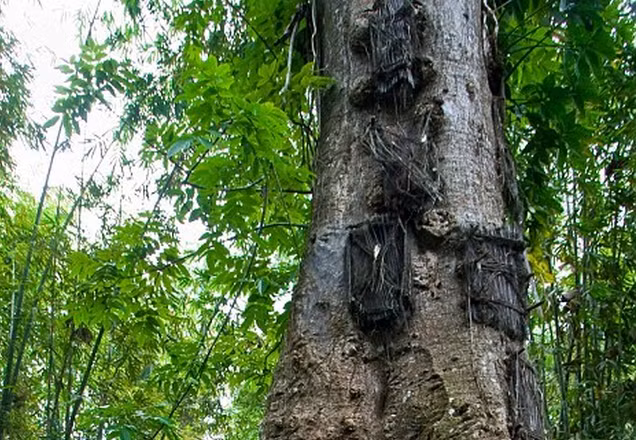 Bộ tộc Toraja ở phía nam đảo Sulawesi thuộc Indonesia lưu giữ tập tục chôn cất những em bé qua đời khi chưa mọc răng trong thân cây.