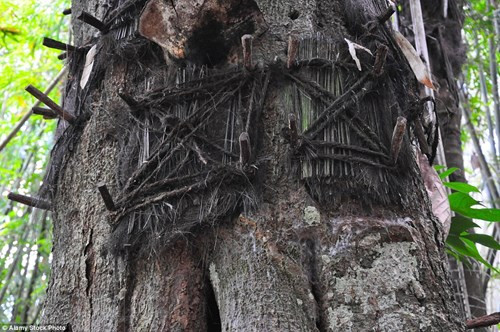 Mỗi một cây có thể có vài mộ của trẻ.