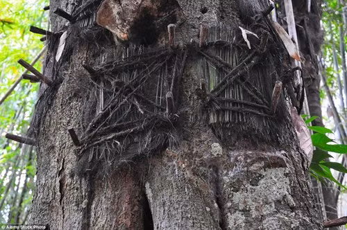 Mỗi một cây có thể có vài mộ của trẻ.