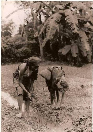 Người phụ nữ Việt Nam tần tảo, lam lũ đang cấy lúa.