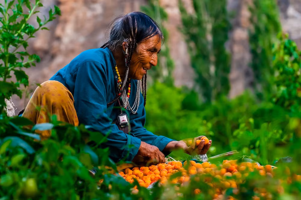 Cuộc sống ở đây dễ dàng và tự do hơn so với hầu hết bộ lạc cổ xưa và nhiều vùng nông thôn khác. Người Drokpa trồng hoa quả và rau trong những khu vườn trù phú. Thức ăn chủ yếu là tsampa (bột lúa mạch rang) và sữa yak. Nông sản là nguồn thu nhập và niềm tự hào chính của họ. Ảnh: Agefotostock.