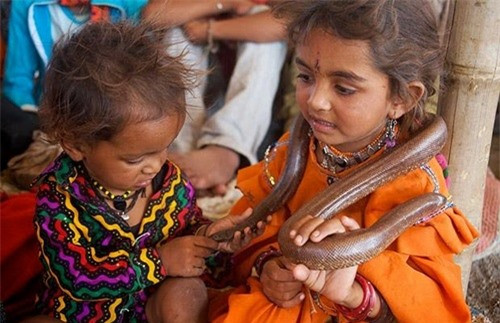 Người Vadi tiếp xúc rắn ngay từ khi còn nhỏ. Ở đây, mọi đứa trẻ đều phải học để trở thành người thôi miên rắn trong suốt 10 năm. Các bé trai học cách biểu diễn với con rắn cùng cây kèn của mình, bé gái được dạy cách chăm sóc và nuôi dưỡng chúng. Đến năm 12 tuổi, những đứa trẻ có thể biết nhiều kiến thức về rắn và sẽ “tốt nghiệp” khóa học thôi miên rắn.