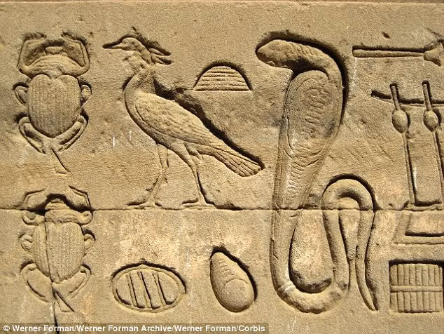 Các vết cắn gây đau đớn và sau một thời gian thì sưng, bầm tím, mọc mụn nước và sau đó là hoại tử. Các triệu chứng khác bao gồm: đau đầu và chóng mặt, buồn nôn, nôn, đau bụng, tiêu chảy, cuối cùng là ngã gục hoặc co giật. Trong trường hợp nặng nhất, nọc độc gây giãn cơ nghiêm trọng.