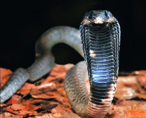 Rắn hổ mang Ai Cập được biết đến là loài có thể bơi trên biển, và là một trong những loài hổ mang châu Phi lớn nhất. Một nhát cắn của hổ mang Ai Cập có thể giết chết một con voi trong 3 giờ và một người đàn ông trong vòng 15 phút. Hổ mang Ai Cập là biểu tượng sức mạnh của các pharaoh ở Ai Cập cổ đại, do đó nó được khắc trên mặt nạ vàng của Tutankhamen.