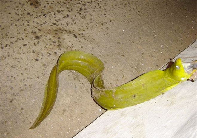 Mặc dù một số người cho rằng, rắn đã được mang tới hòn đảo bởi cướp biển với hy vọng bảo vệ vàng của họ, nhưng trên thực tế, số lượng rắn của đảo đã phát triển qua hàng ngàn năm mà không có sự can thiệp của con người. Ảnh: Rắn lạ như cá trê.