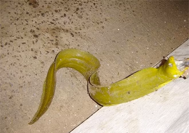 Mặc dù một số người cho rằng, rắn đã được mang tới hòn đảo bởi cướp biển với hy vọng bảo vệ vàng của họ, nhưng trên thực tế, số lượng rắn của đảo đã phát triển qua hàng ngàn năm mà không có sự can thiệp của con người. Ảnh: Rắn lạ như cá trê.