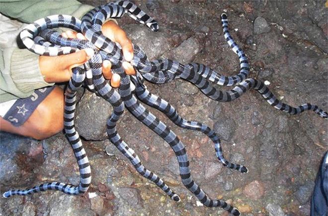 Ilha da Queimada Grande, nằm cách khoảng 90 dặm từ ngoài khơi bờ biển São Paulo, có vẻ như một trong những nơi tuyệt đẹp khi mới nhìn. Hầu như mọi người Brazil đều biết về hòn đảo này, nhưng hầu như mọi người sẽ không bao giờ ước mơ tới đó - nó bị nhiễm từ 2.000 đến 5.000 con rắn độc vàng, một trong những loài rắn nguy hiểm nhất trên thế giới. Ảnh: Rắn đen trắng.