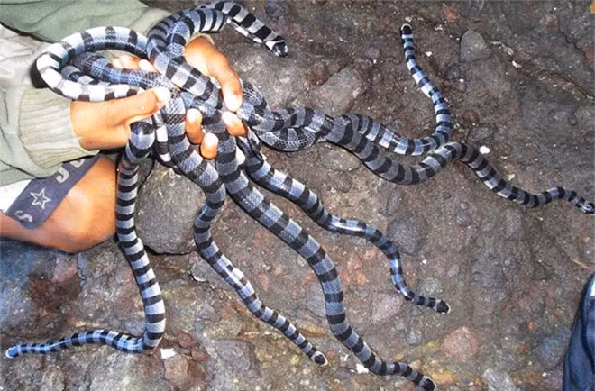 Ilha da Queimada Grande, nằm cách khoảng 90 dặm từ ngoài khơi bờ biển São Paulo, có vẻ như một trong những nơi tuyệt đẹp khi mới nhìn. Hầu như mọi người Brazil đều biết về hòn đảo này, nhưng hầu như mọi người sẽ không bao giờ ước mơ tới đó - nó bị nhiễm từ 2.000 đến 5.000 con rắn độc vàng, một trong những loài rắn nguy hiểm nhất trên thế giới. Ảnh: Rắn đen trắng.