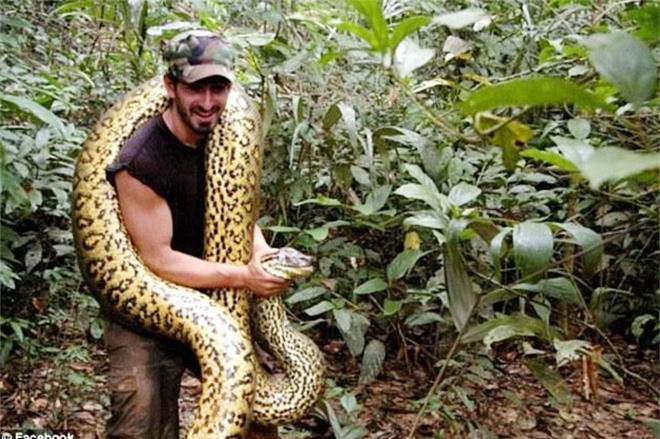 Tin đồn, có một người đánh cá không may xuất hiện trên đảo để tìm kiếm chuối – thi thể được phát hiện ngay sau đó trong thuyền của mình, chết trong một vũng máu, với những vết rắn cắn trên cơ thể của mình. Ảnh: Không chỉ có rắn, còn có cả trăn khổng lồ.