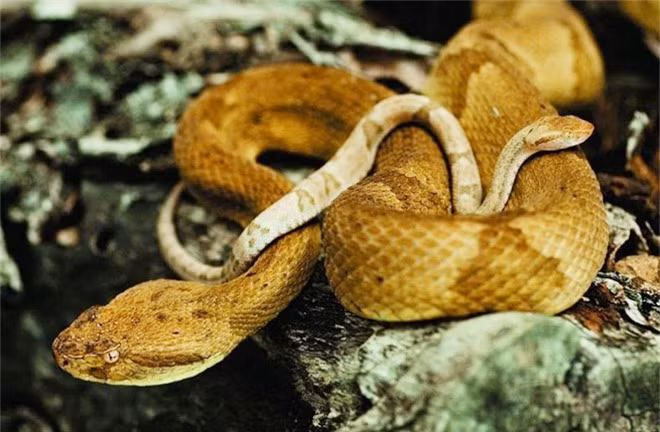 Hòn đảo này cao 206 m, diện tích 43 ha, và không một cư dân nào sống trên đảo. Từ năm 1900-1920 có vài người sống trên đảo, sau đó bỏ đi hết. Những con rắn độc này có thể giết chết một người dưới một giờ đồng hồ, và nhiều truyền thuyết địa phương nói về những số phận khủng khiếp với những người lang thang trên đảo. Ảnh: Rắn khúc vàng.