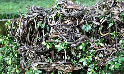 Theo một câu chuyện địa phương khác, người giữ ngọn hải đăng cuối cùng, cùng với cả gia đình ông ta, đã chết khi một con rắn trườn vào nhà ông qua cửa sổ. Ảnh: Rắn chất cao như núi.