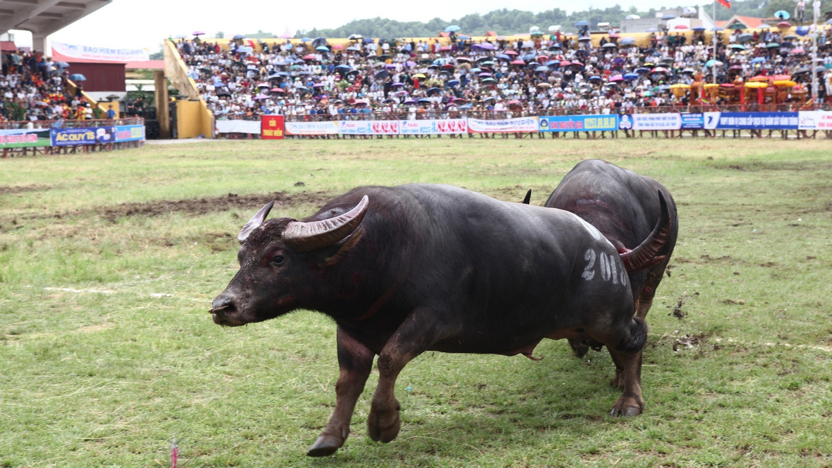 Những pha rượt đuổi gay cấn.