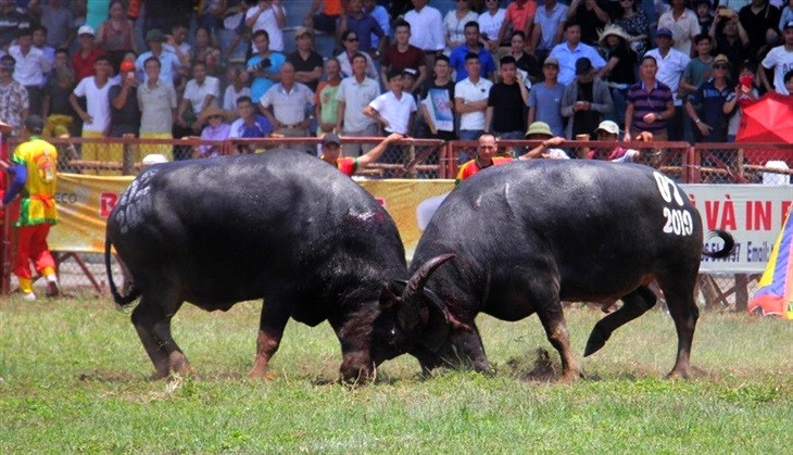 Năm 2020, do tình hình dịch bệnh COVID-19 có diễn biến phức tạp, UBND quận Đồ Sơn (TP Hải Phòng) đã quyết định tạm dừng Lễ hội chọi trâu truyền thống năm 2020. Hiện tình hình dịch bệnh COVID-19 phức tạp tại nhiều địa phương đầu 2021 nhưng các chủ trâu vẫn chăm sóc cẩn thận các "ông trâu" để hi vọng lễ hội sẽ được tổ chức vào thời điểm gần cuối năm Tân Sửu. 