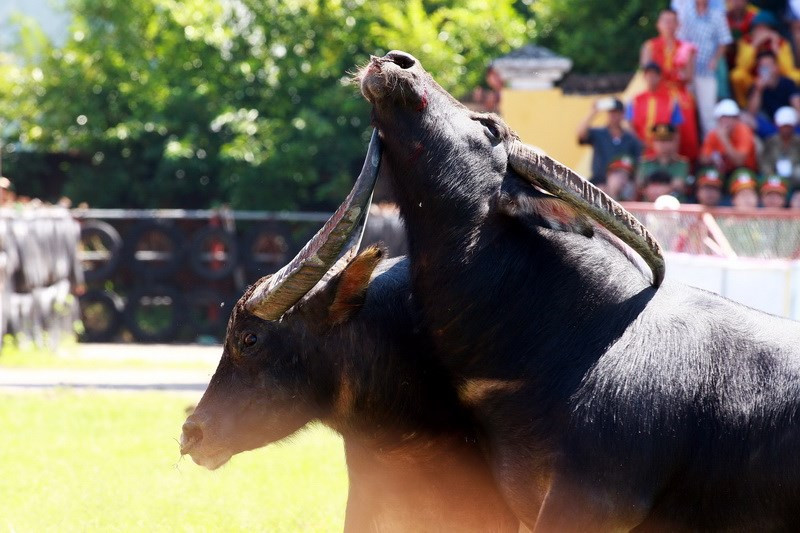 Một pha móc hàm giữa hai châu trọi. Ảnh: TTXVN