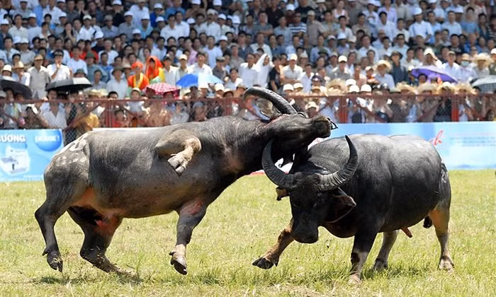 Điều khó tin, để có những thế võ, miếng đánh hùng dũng, các “ông Trâu” đều do các “võ sư dạy trâu” huấn luyện.