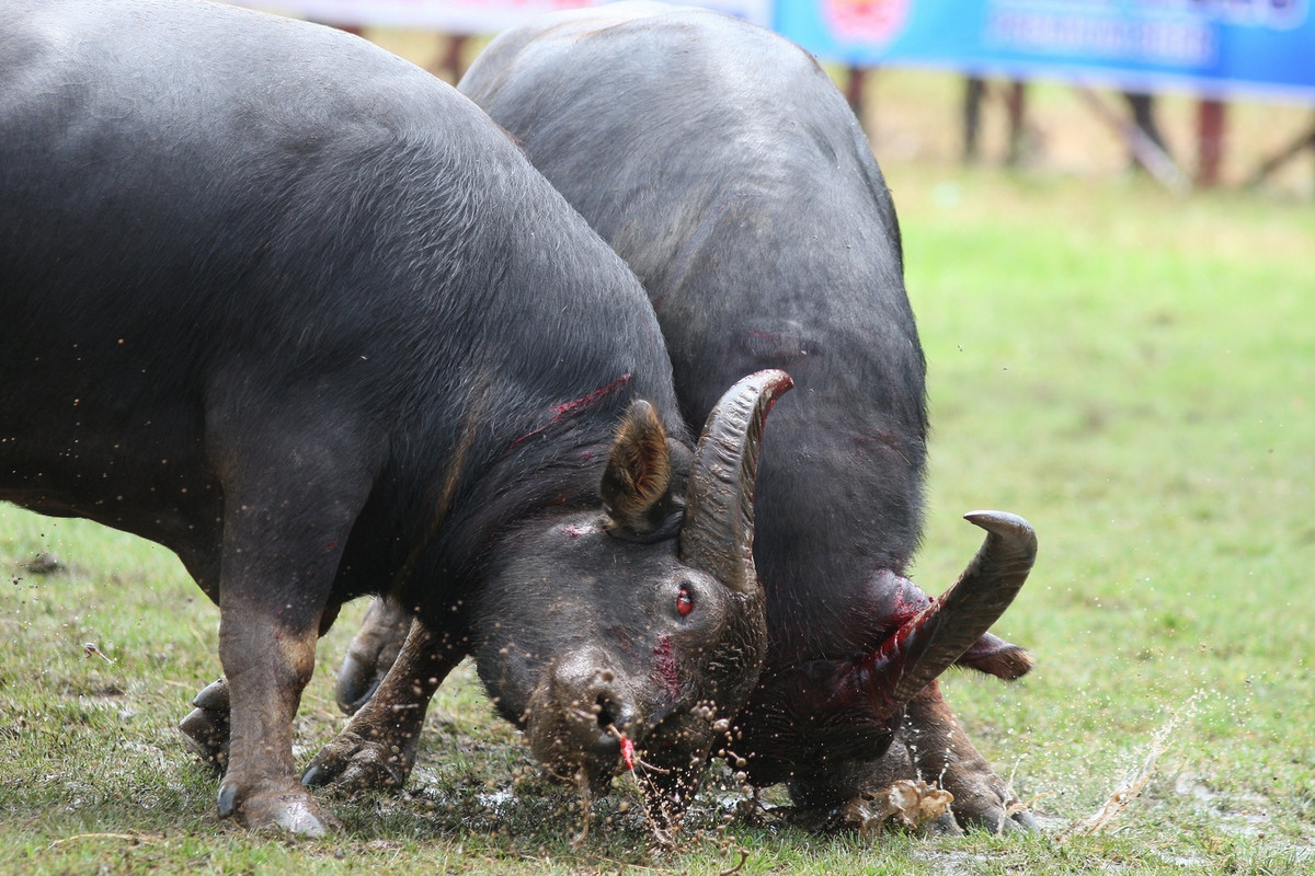Những pha đối đầu quyết liệt.