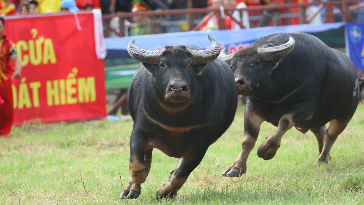 Tuy nhiên, chính sự dũng mãnh của các “ông Trâu” khi lâm trận lại gây ra một số vụ tai nạn trâu húc dẫn đến nhiều tranh cãi. Thậm chí từng có ý kiến cho rằng, nên loại bỏ lễ hội bạo lực. 
