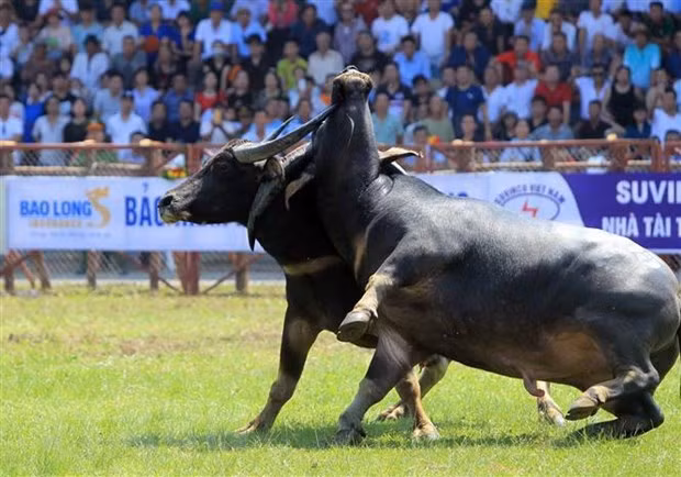 Pha móc cáng sừng của hai ‘ông trâu' tại lễ hội chọi trâu Đồ Sơn 2019.