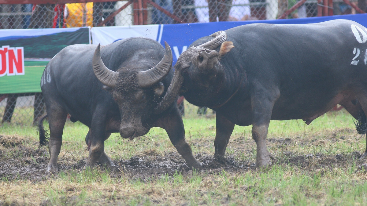 Một pha lấy cáng.