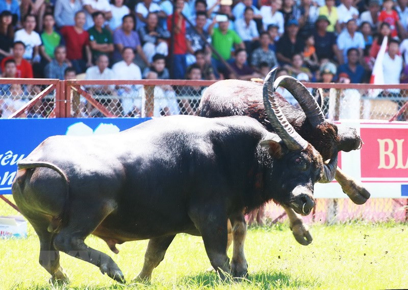 Pha móc hàm tại lễ hội chọi trâu Đồ Sơn. Ảnh: TTXVN