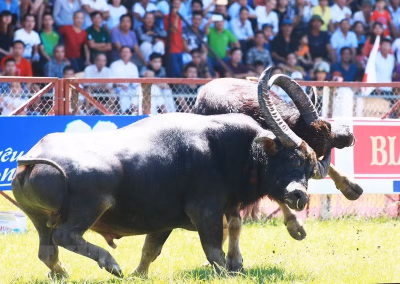 Pha móc hàm tại lễ hội chọi trâu Đồ Sơn. Ảnh: TTXVN