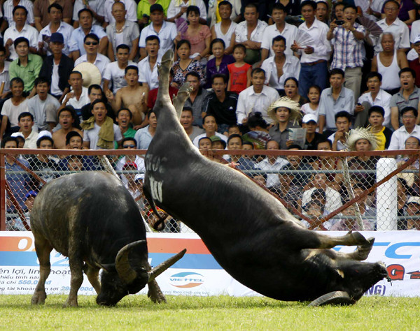 Tại lễ hội chọi trâu Đồ Sơn 2012, sau miếng hổ lao, một ông trâu đã lộn nhào trên không trung một vòng trước khi dáng thân hình đồ sộ của mình xuống đất.