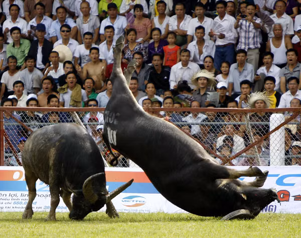 Tại lễ hội chọi trâu Đồ Sơn 2012, sau miếng hổ lao, một ông trâu đã lộn nhào trên không trung một vòng trước khi dáng thân hình đồ sộ của mình xuống đất.