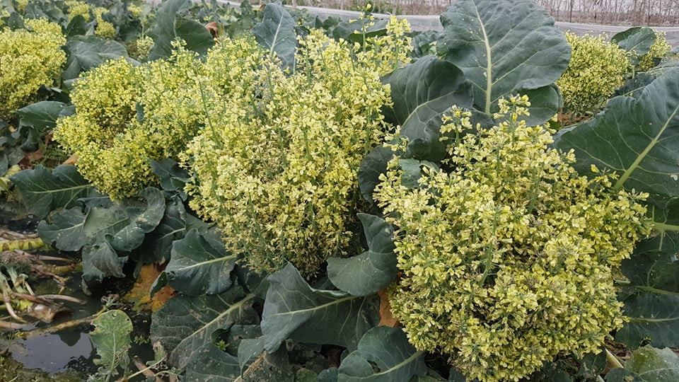 Do đó nhiều diện tích rau màu sau tết đã không thể tiêu thụ kịp thời dẫn đến việc súp lơ lở hoa...