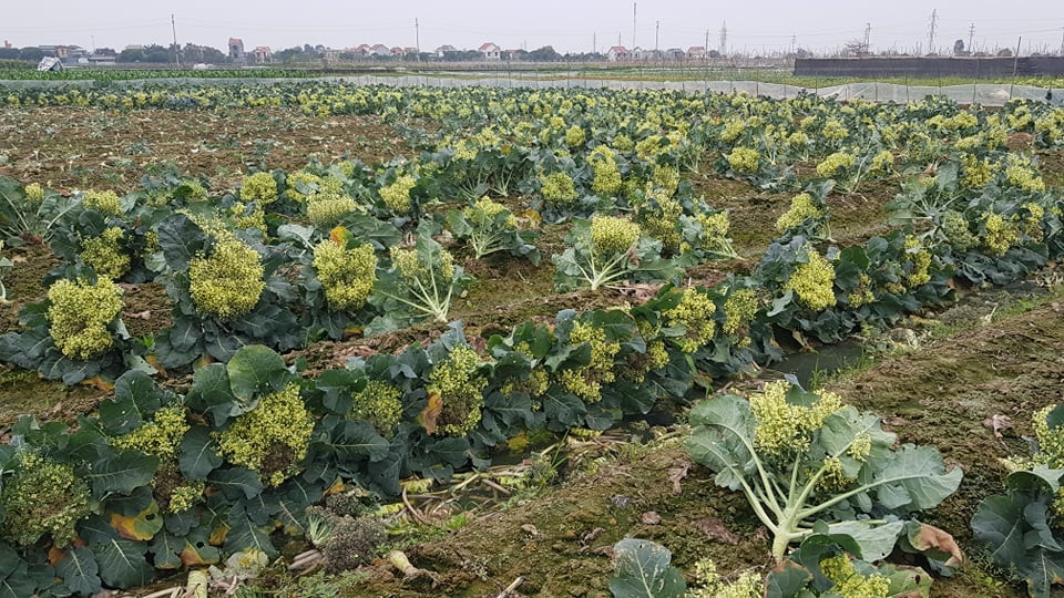 Súp lơ lở hoa do không bán được.