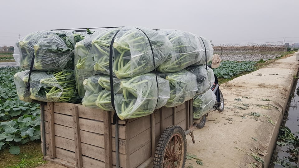 Một phần rau củ quà được bán với giá rất rẻ như su hào 400 đồng/củ, súp lơ 2000 đồng. Dù có bán được thì người nông dân vẫn lỗ nặng so với chi phí sản xuất.