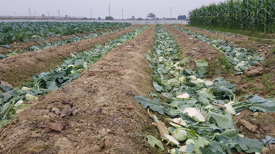 Sau bao ngày tháng chăm sóc, đến mùa thu hoạch...