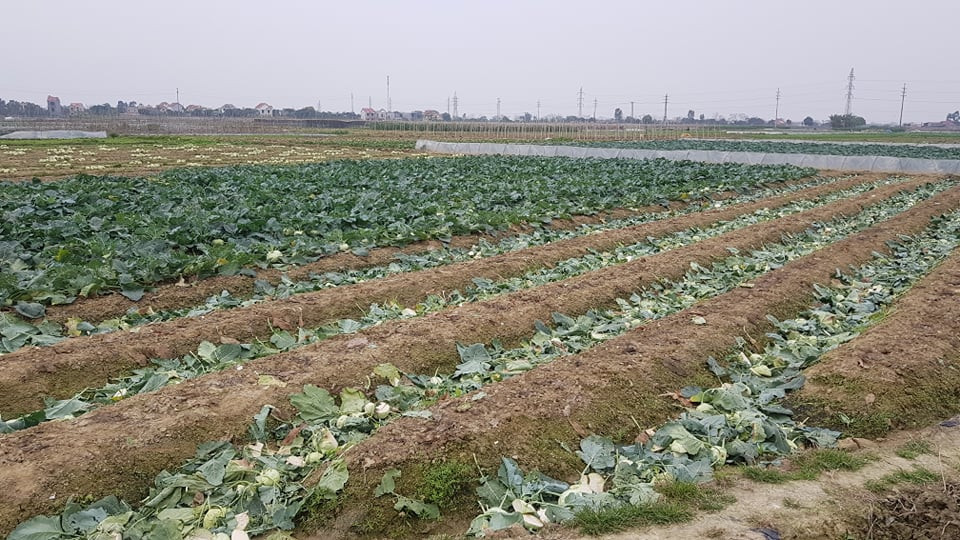 Cánh đồng rau xã Đoàn Thượng (huyện Gia Lộc, tỉnh Hải Dương) là cảnh nhiều diện tích su hào phải chặt bỏ do không thể tiêu thụ.