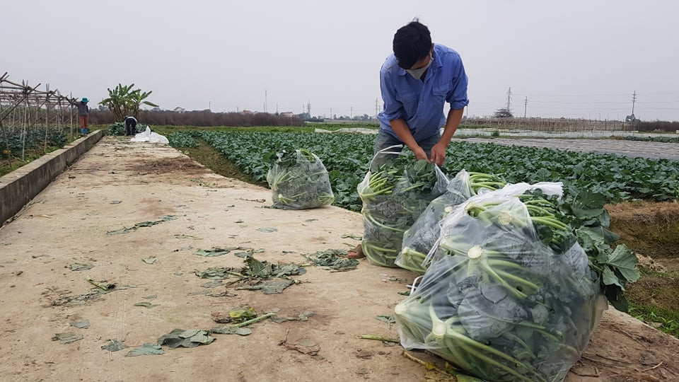 Anh Nguyên Đình Sáng, thôn Đươi (xã Đoàn Thượng, huyện Gia Lộc) cho biết, do dịch bệnh, nhiều tiểu thương các tỉnh Thái Bình, Hải Phòng, Quảng Ninh đã không sang thu mua rau, củ quả khiến một lượng lớn bị tồn, người dân phải chặt bỏ vứt đi như xu hào, súp lơ do quá thời gian thu hoạch.