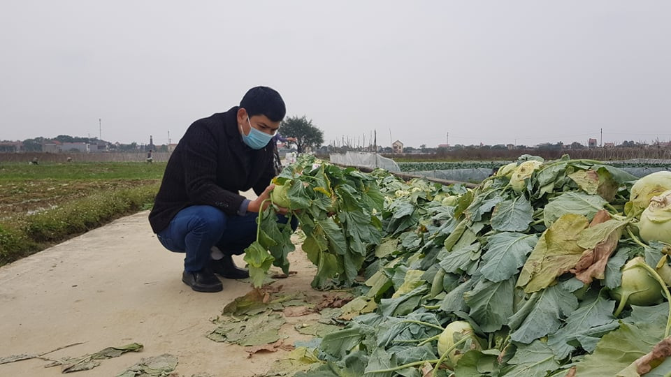 Su hào được chặt bỏ đổ thành từng đống trên cánh đồng.