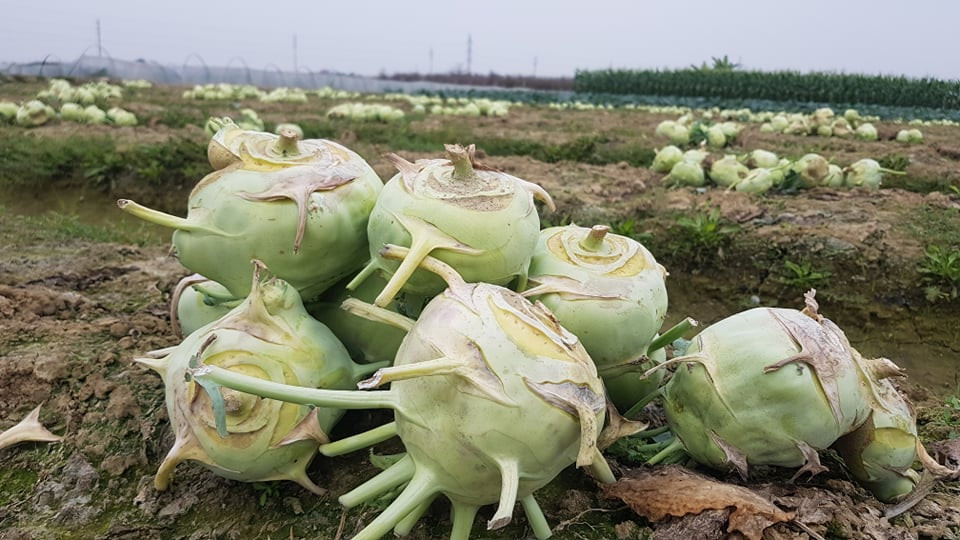 Su hào đổ trên ruộng.