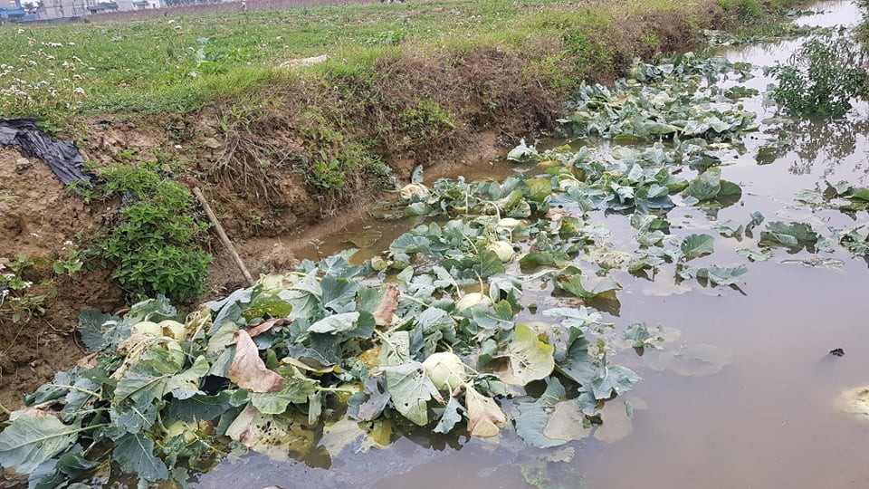 Thậm chí bị vứt khắp mương nước.