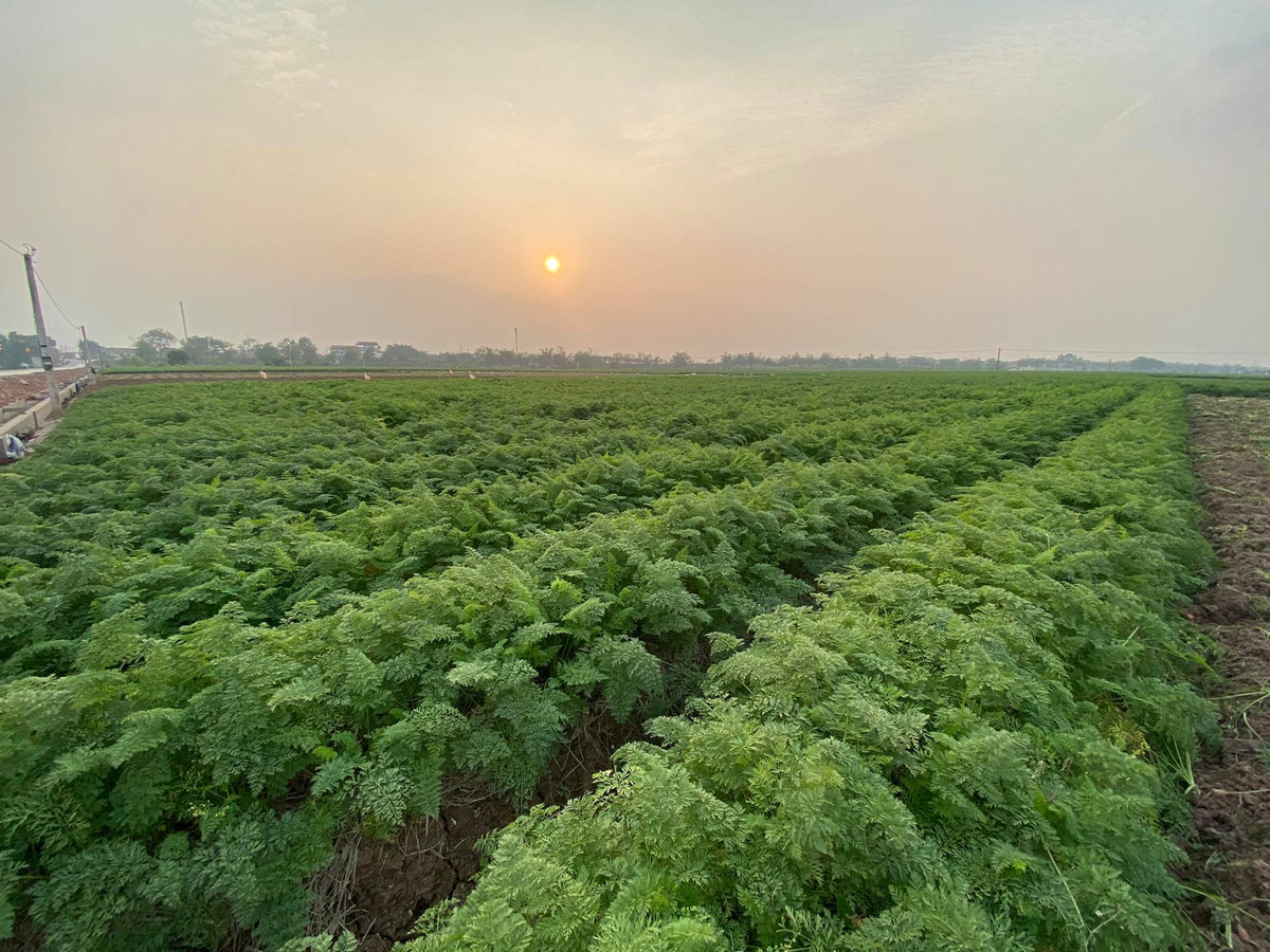 Dich COVID-19: Nong dan Cam Giang se duoc cap the de ra dong san xuat-Hinh-2