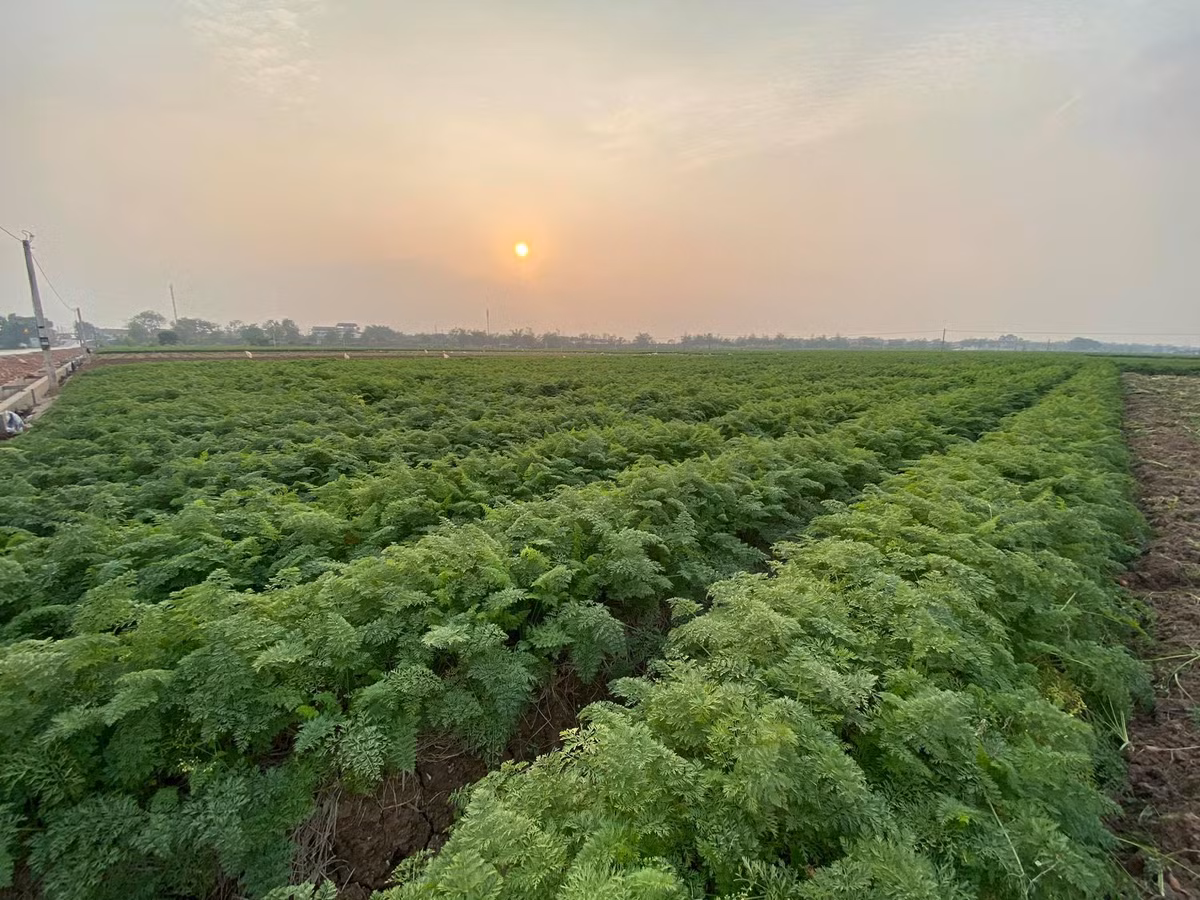 Dich COVID-19: Nong dan Cam Giang se duoc cap the de ra dong san xuat-Hinh-2