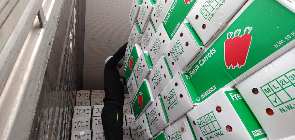 Ông Trần Văn Quyết, Chủ tịch UBND huyện Cẩm Giàng, tỉnh Hải Dương cho biết, cái khó của cà rốt năm nay là vấn đề lưu thông chứ không phải vấn đề tìm đầu ra. Vừa qua, bằng nhiều nỗ lực Hải Dương đã giải quyết bài toán thông thương hàng hoá để các xe chở hàng nông sản, trong đó có cà rốt có thể đến các nơi trung chuyển phục vụ cho xuất khẩu.