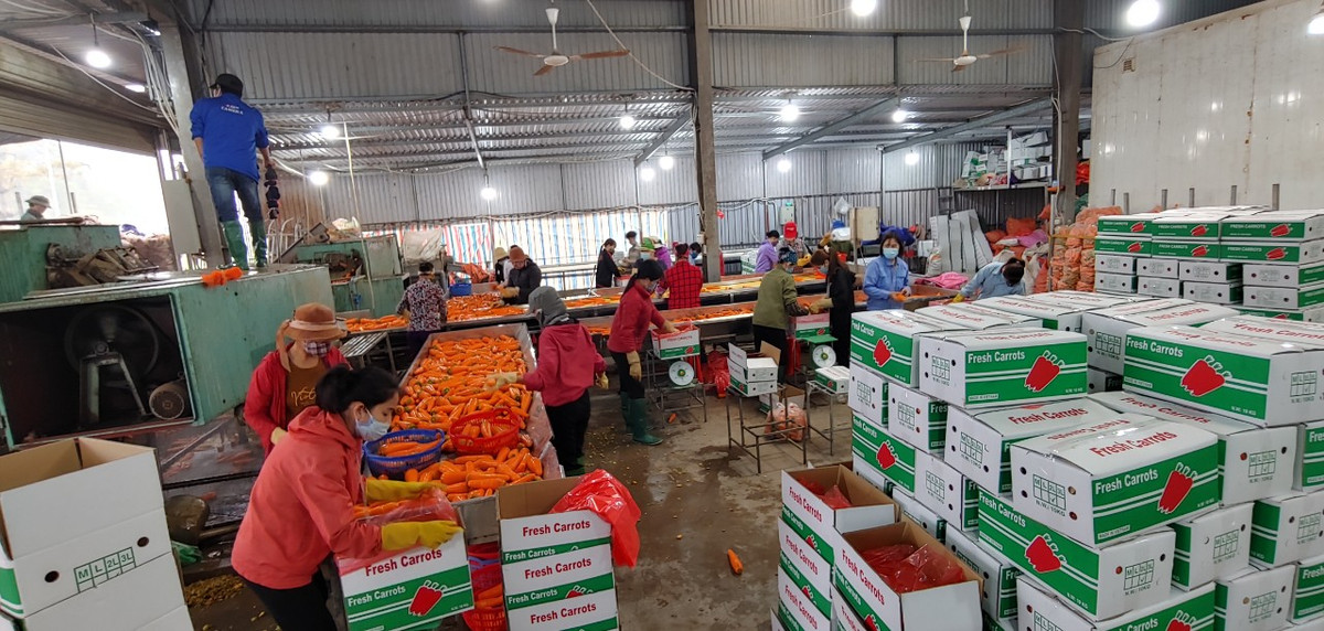 Đối với những chốt kiểm soát khác không kiểm soát phương tiện vận chuyển hàng hóa, tiếp tục duy trì kiểm soát phương tiện chở người, vận chuyển hành khách, phương tiện thô sơ chở hàng hóa, người đi bộ. Đồng thời các chủ phương tiện, chủ giao nhận hàng hóa cũng chủ động giám sát lái xe và phụ xe thực hiện các biện pháp phòng chống dịch COVID-19. Trên cánh đồng, hay tại nơi chế biến cà rốt xuất khẩu, nụ cười đã trở lại.