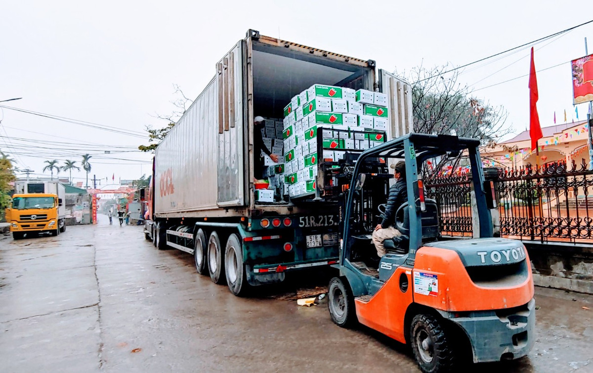 Mới đây, Sở NN&amp;PTNT tỉnh Hải Dương cho biết, 2 ngày qua, nhiều doanh nghiệp xuất khẩu nông sản đã liên hệ đặt mua cà rốt để xuất khẩu đi Hàn Quốc. Hàng hoá thông thương thuận tiện hơn là tín hiệu đáng mừng đối với nông dân tại “thủ phủ” cà rốt ở huyện Cẩm Giàng. Cà rốt được giải phóng, nông dân thu bạc tỷ giữa mùa dịch COVID-19.