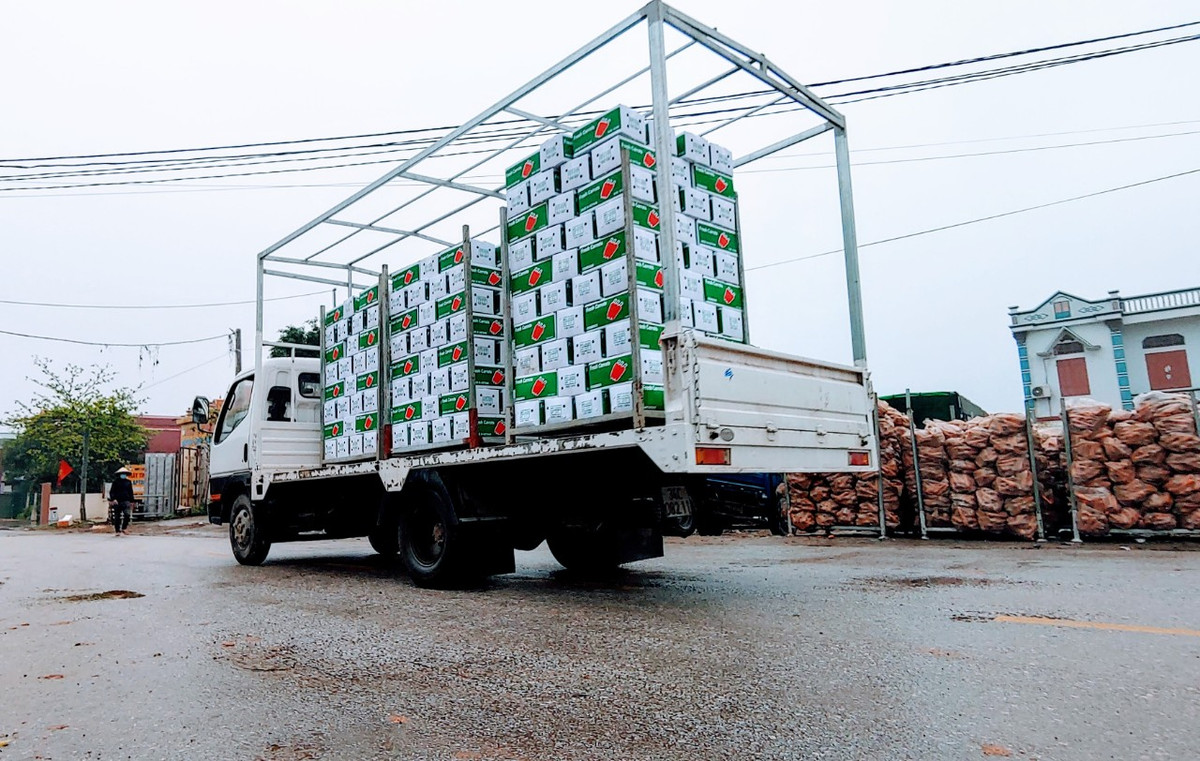 Những ngày gần đây, các doanh nghiệp, cơ sở chế biến, kinh doanh xuất khẩu cà rốt trên địa bàn huyện Cẩm Giàng, tỉnh Hải Dương liên tiếp nhận được các đơn hàng xuất khẩu sang Hàn Quốc. Ghi nhận của PV sáng 28/2, tại xã Đức Chính (huyện Cẩm Giàng) – thủ phủ cà rốt ở Hải Dương, thị trường cà rốt đang sôi động trở lại.